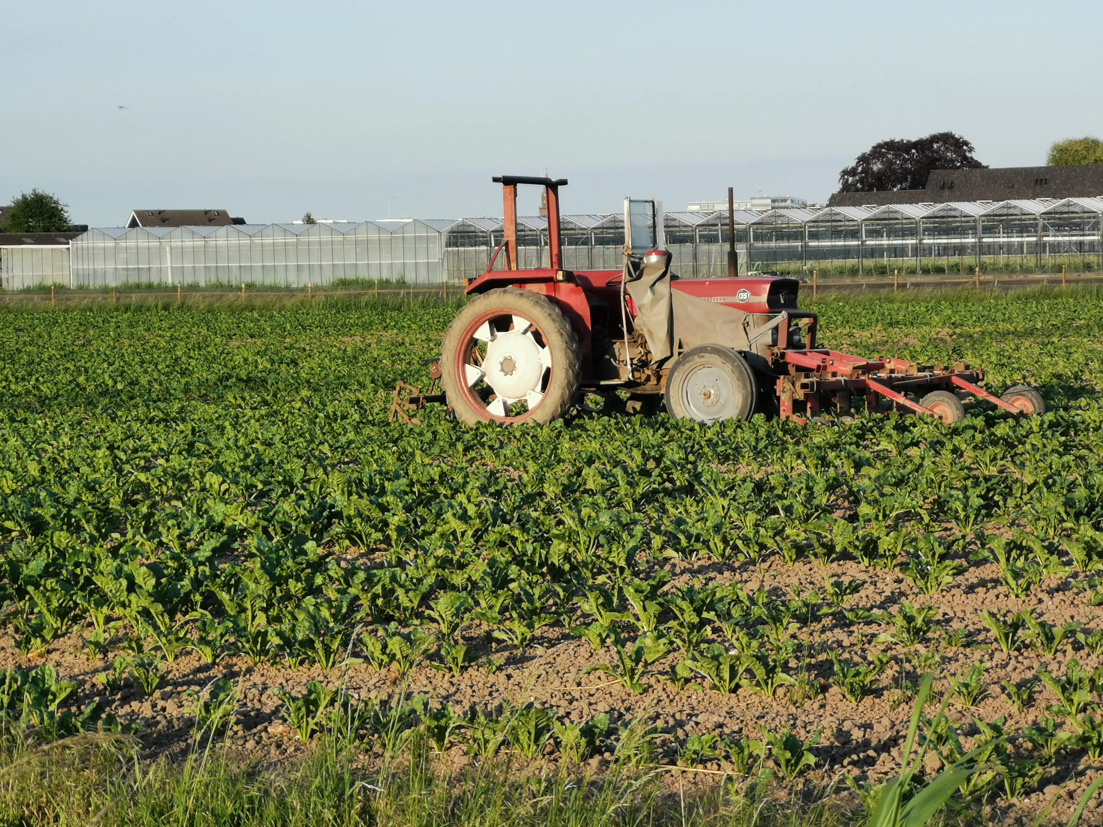 A red tractor works in a green crop field with greenhouses and buildings in the background.