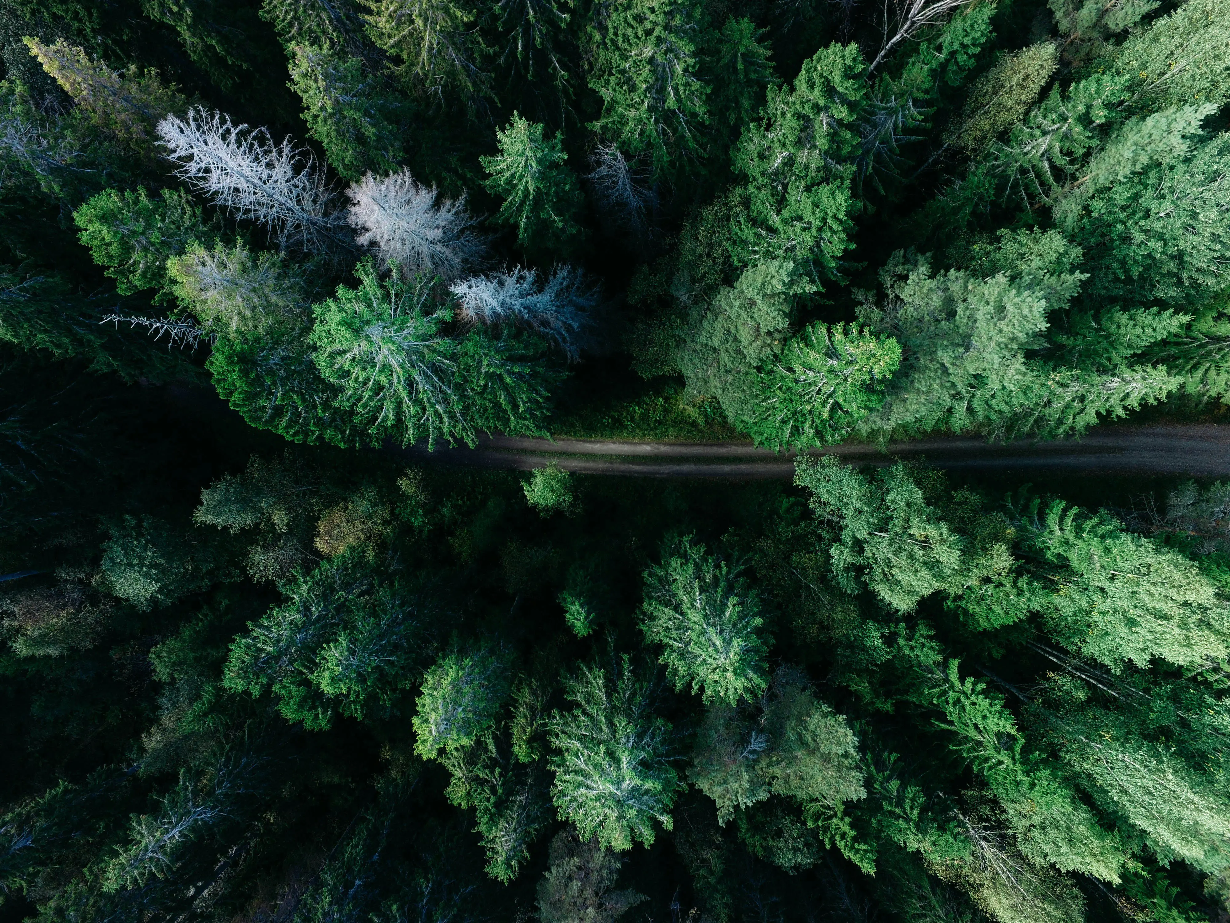 Aerial view of a dense green forest with a narrow dirt road running through the middle.